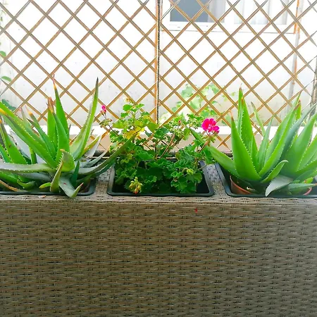 *костадин и мария* * אקהטופול